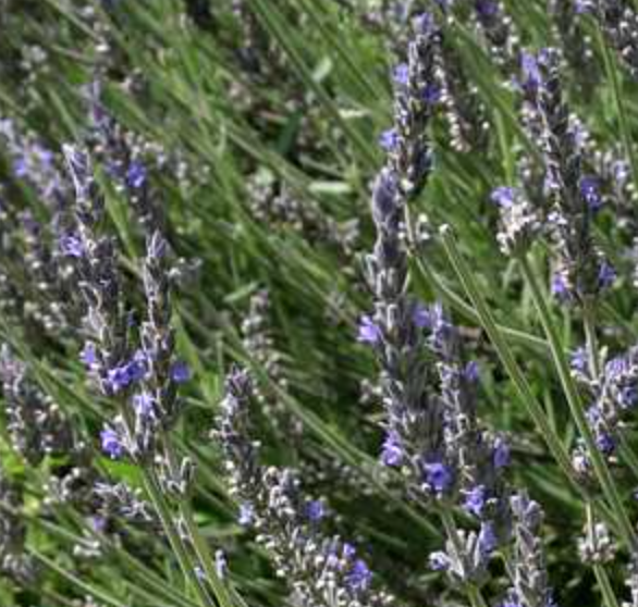 Lavandula X heterophylla - 5g