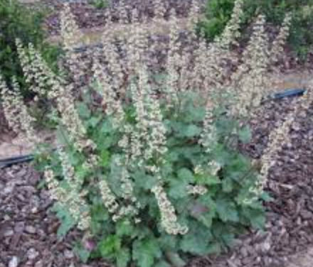 Heuchera maxima - 1g