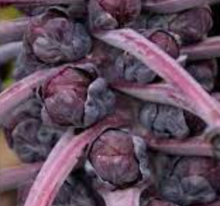 Brussel Sprouts &#39;Red Bull&#39; - 6pk