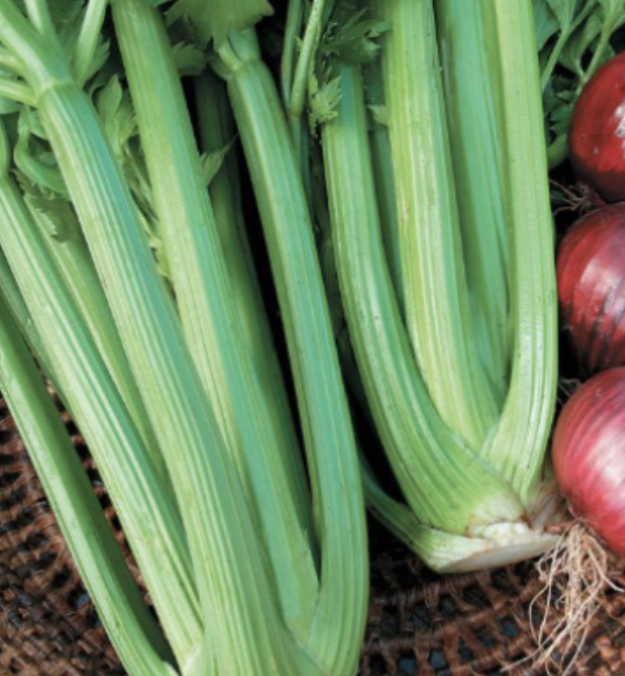 Celery - 6pk
