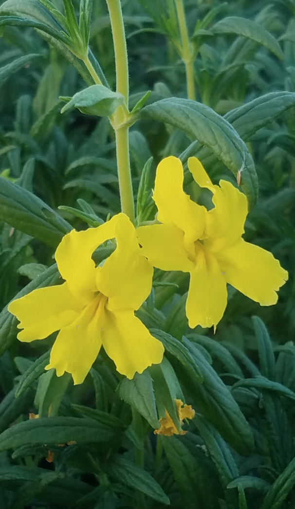Mimulus &#39;Jelly Bean Lemon&#39; (Monkeyflower)- 1g
