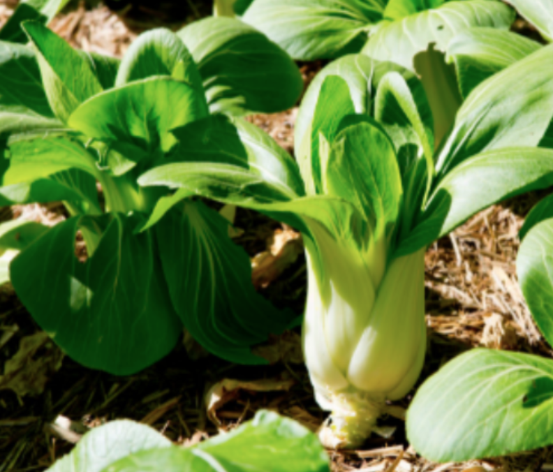 Bok Choy - 6pk