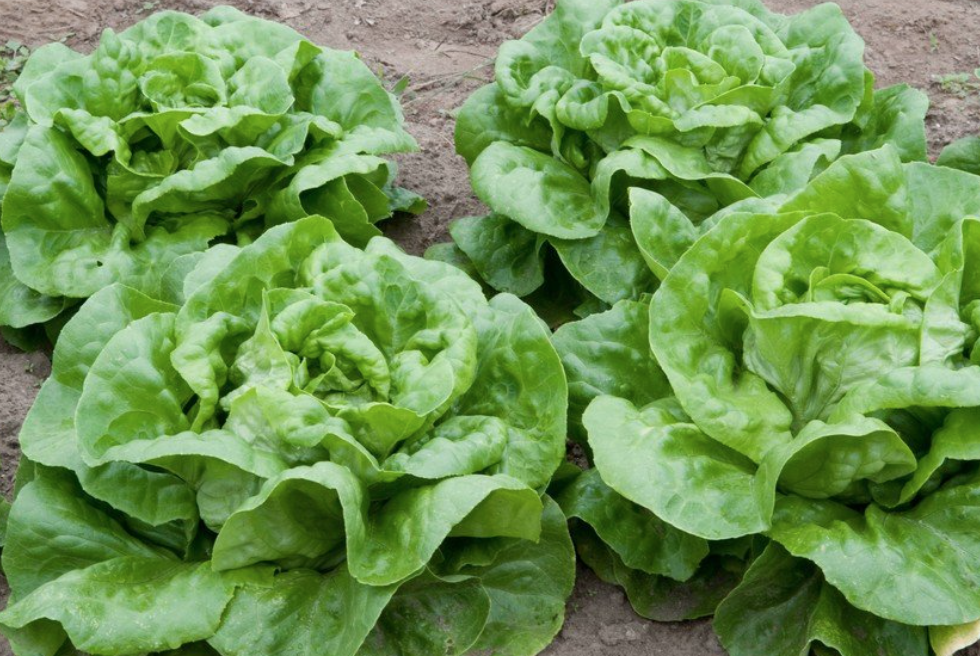 Lettuce &#39;Buttercrunch&#39; - 6pk