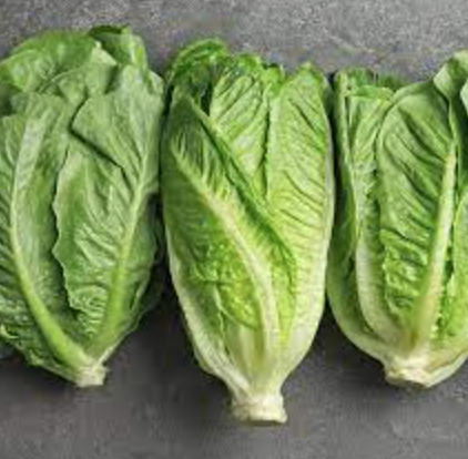 Lettuce &#39;Green Romaine&#39; - 6pk