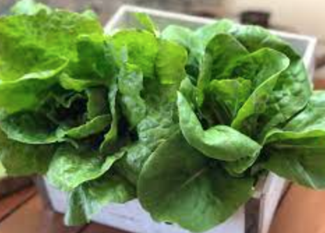 Lettuce &#39;Amanda&#39; - 6pk