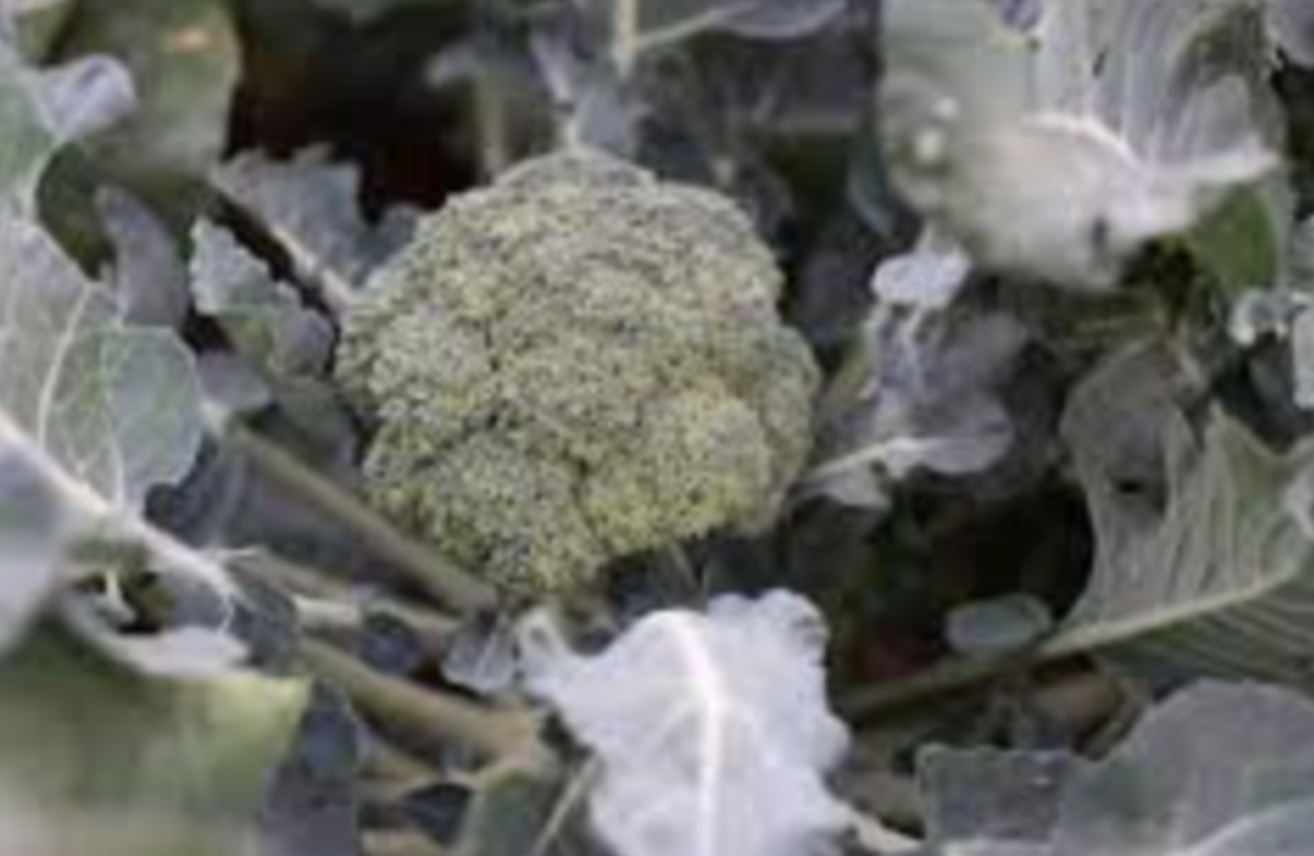 Broccoli - 6pk 