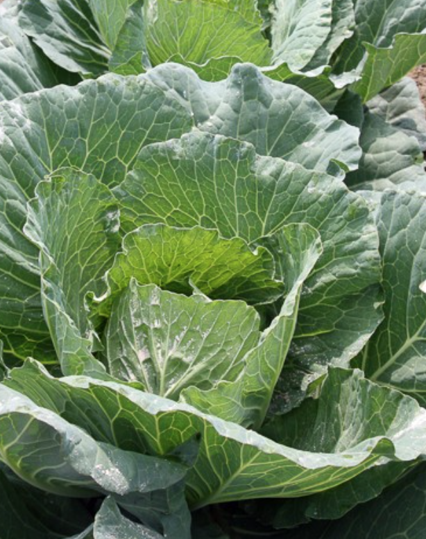 Chinese Cabbage &#39;Tender Gold&#39; - 6pk