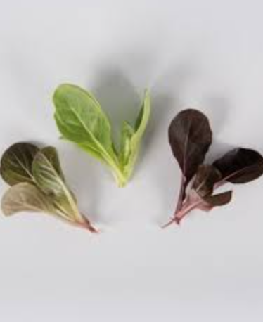 Lettuce &#39;Romaine Mix&#39; - 6pk