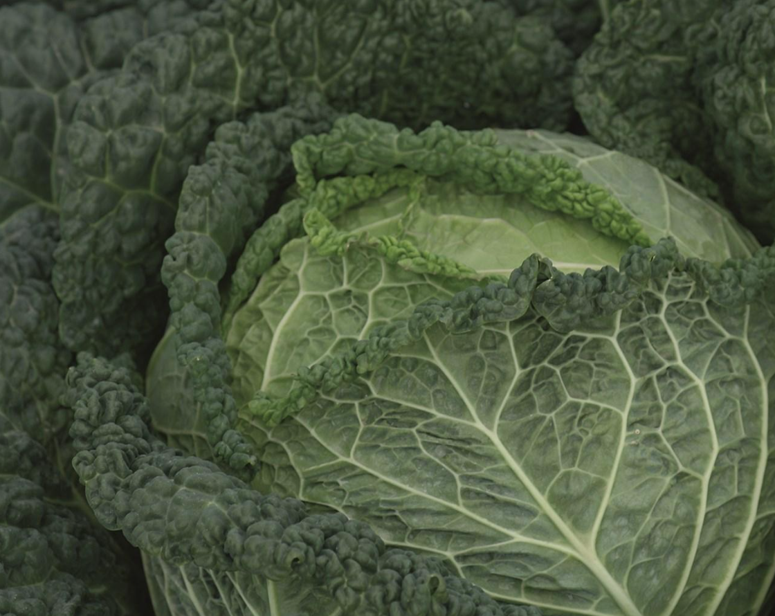 Savoy Cabbage &#39;Clarissa&#39; - 6pk
