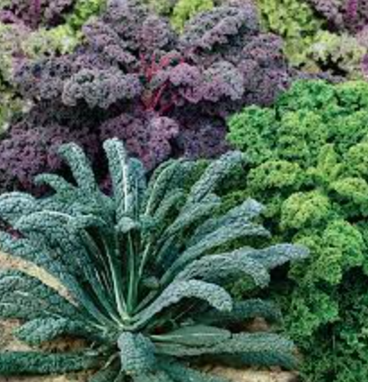 Kale &#39;Garden Blend&#39; - 6pk