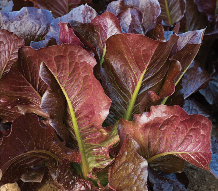Lettuce &#39;Thurinus&#39; - 6pk