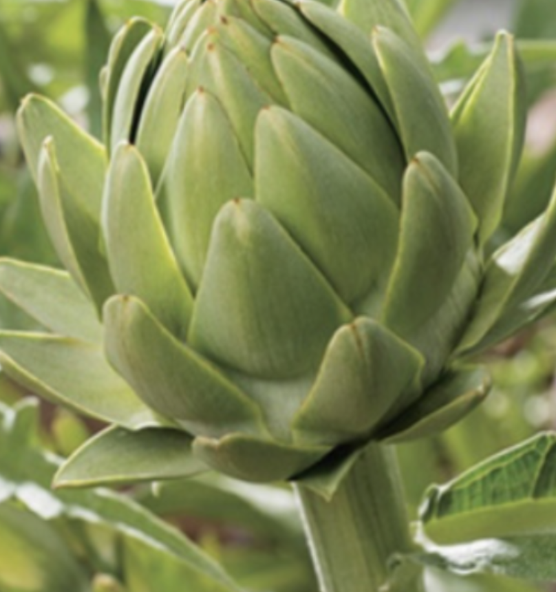 Artichoke - 4&quot;