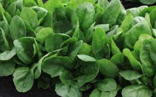 Spinach &#39;Rushmore&#39; - 6pk