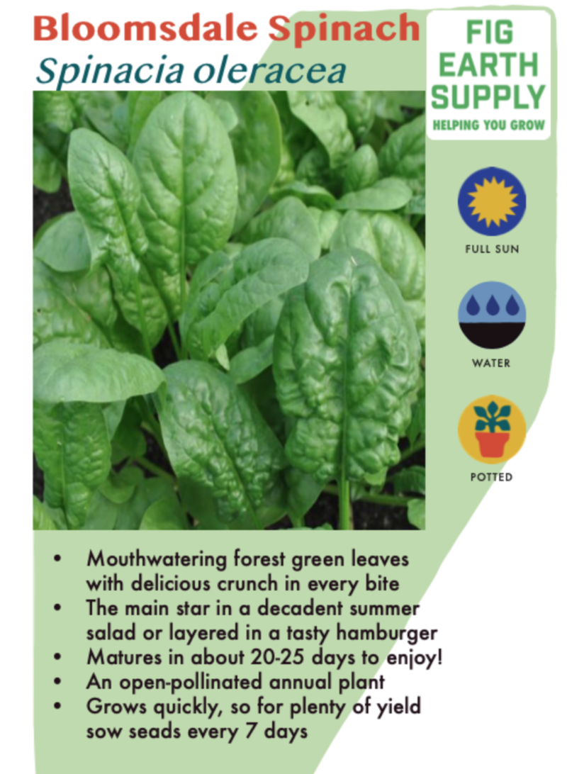 Spinach &#39;Bloomsdale&#39; - 6pk