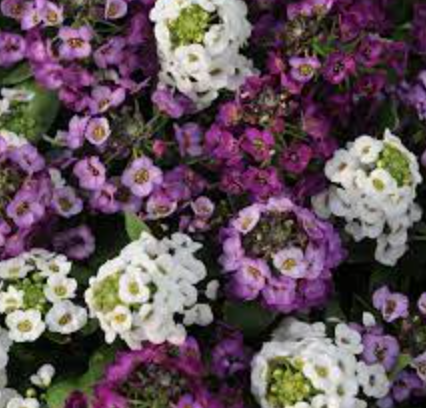Alyssum &#39;Clear Crystal Mix&#39; - 6pk