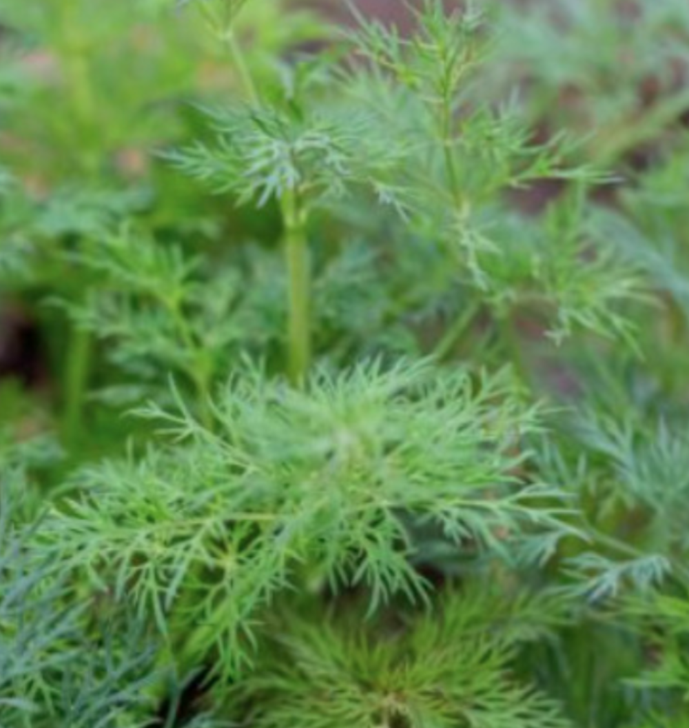 Dill &#39;Fern Leaf -  4&quot;
