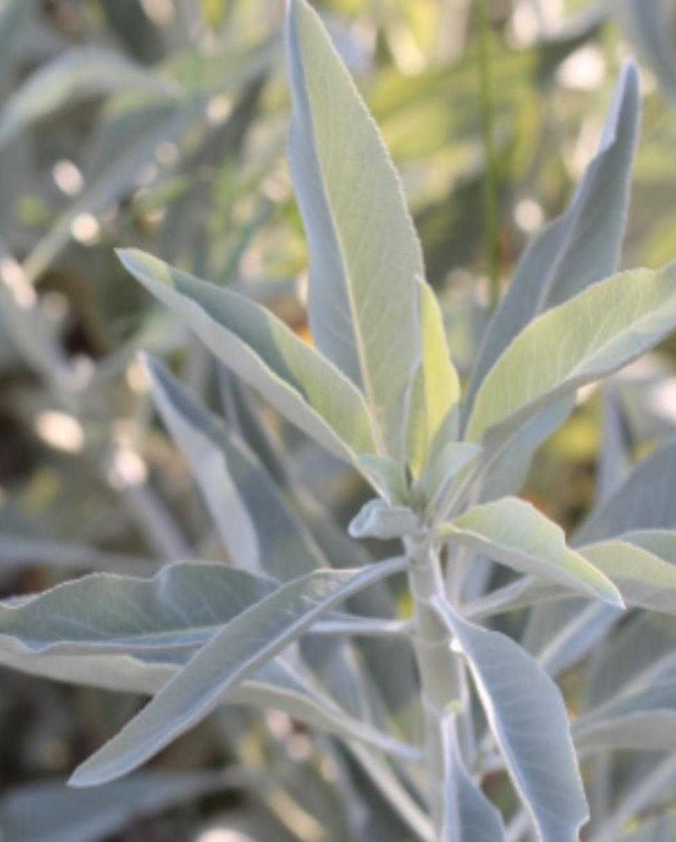 Salvia apiana - 3g