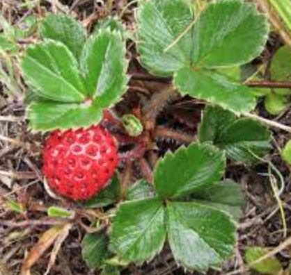 Fragaria chiloensis (CA Native Strawberry) - 1g
