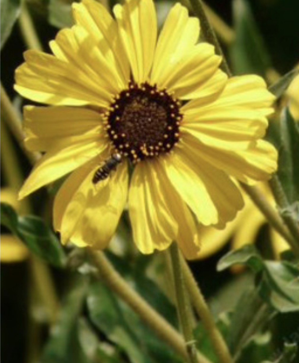 Encelia californica (CA Coast Sunflower) - 4&quot;