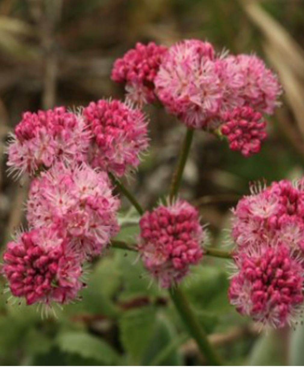 Eriogonum grande &#39;rubescens&#39; - 4&quot;