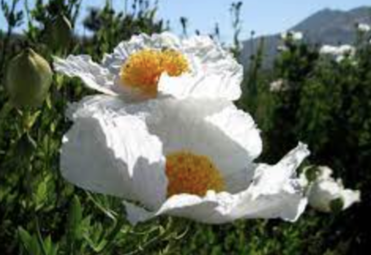 Romneya coulteri (Matilija Poppy) - 1g