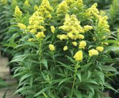 Solidago &#39;Little Lemon&#39; - 1g
