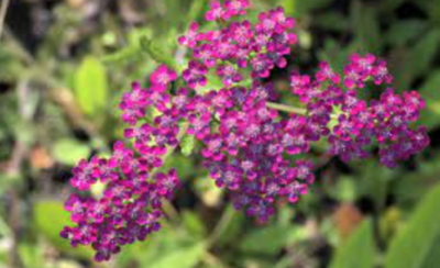 Achillea millefolium 'Island Pink' - 1g