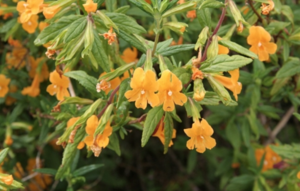 Mimulus aurantiacus (CA Monkeyflower) - 4&quot;