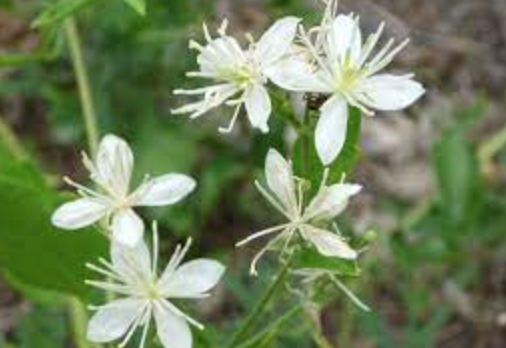 Clematis ligusticifolia (Virgin&#39;s Bower) - 1g