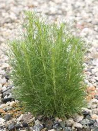 Artemisia californica (CA Sagebrush) - 1g