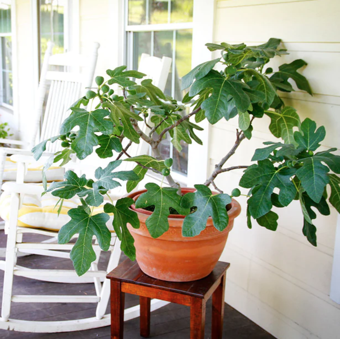 Ficus carica &#39;Fignomenal&#39; - 12&quot;