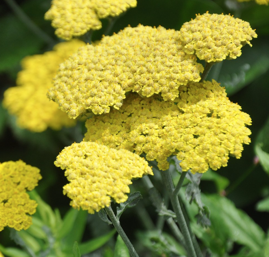 Achillea &#39;Moonshine&#39; - 1 gal