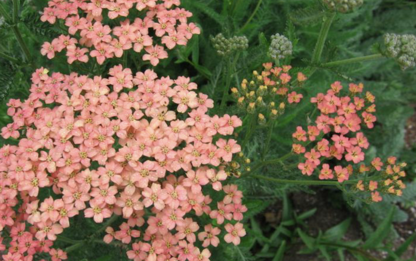 Achillea millefolium &#39;Salmon Beauty&#39; - 1g