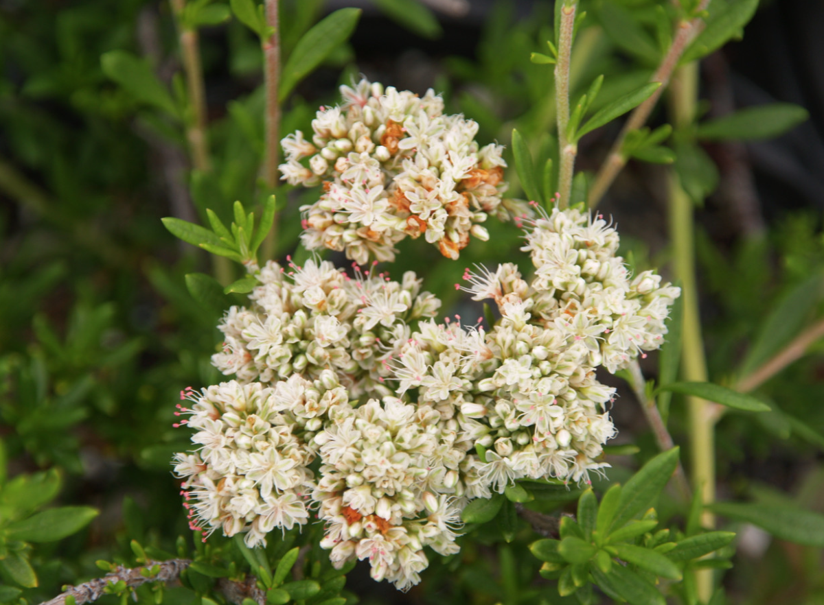 Eriogonum fasciculatum &#39;Theodore Payne&#39; (CA Buckwheat) - 1g