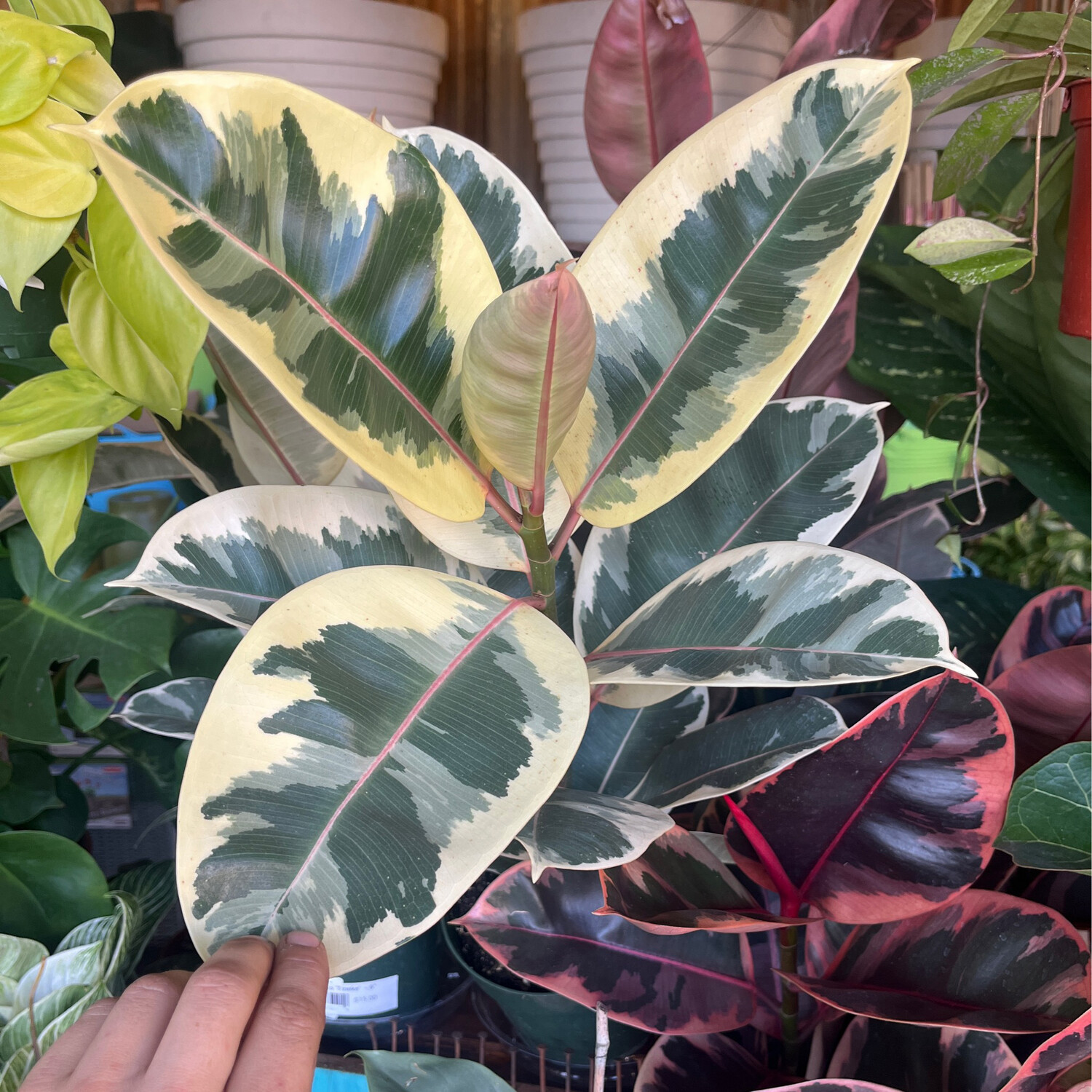Ficus elastica &#39;Teneke&#39; - 10&quot;