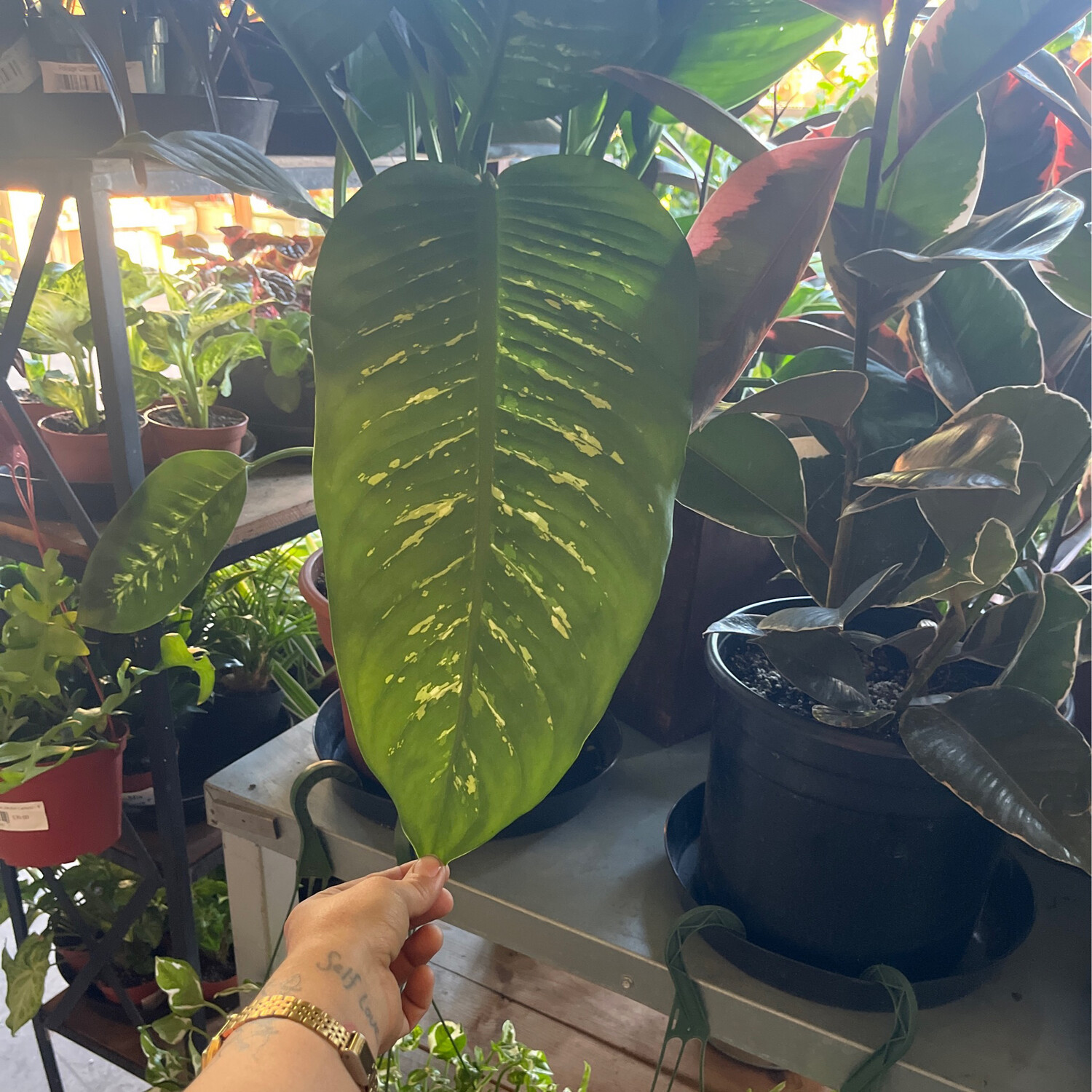 Tropic Snow (Dieffenbachia) - 10&quot;