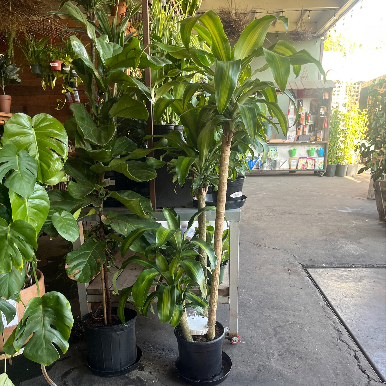 Dracaena fragrans &#39;Massangeana Cane Set&#39; - 10&quot;