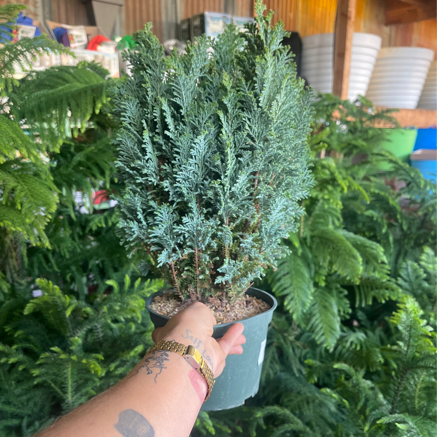 Cupressus sempervirens (Mini Holiday Tree) - 6&quot;