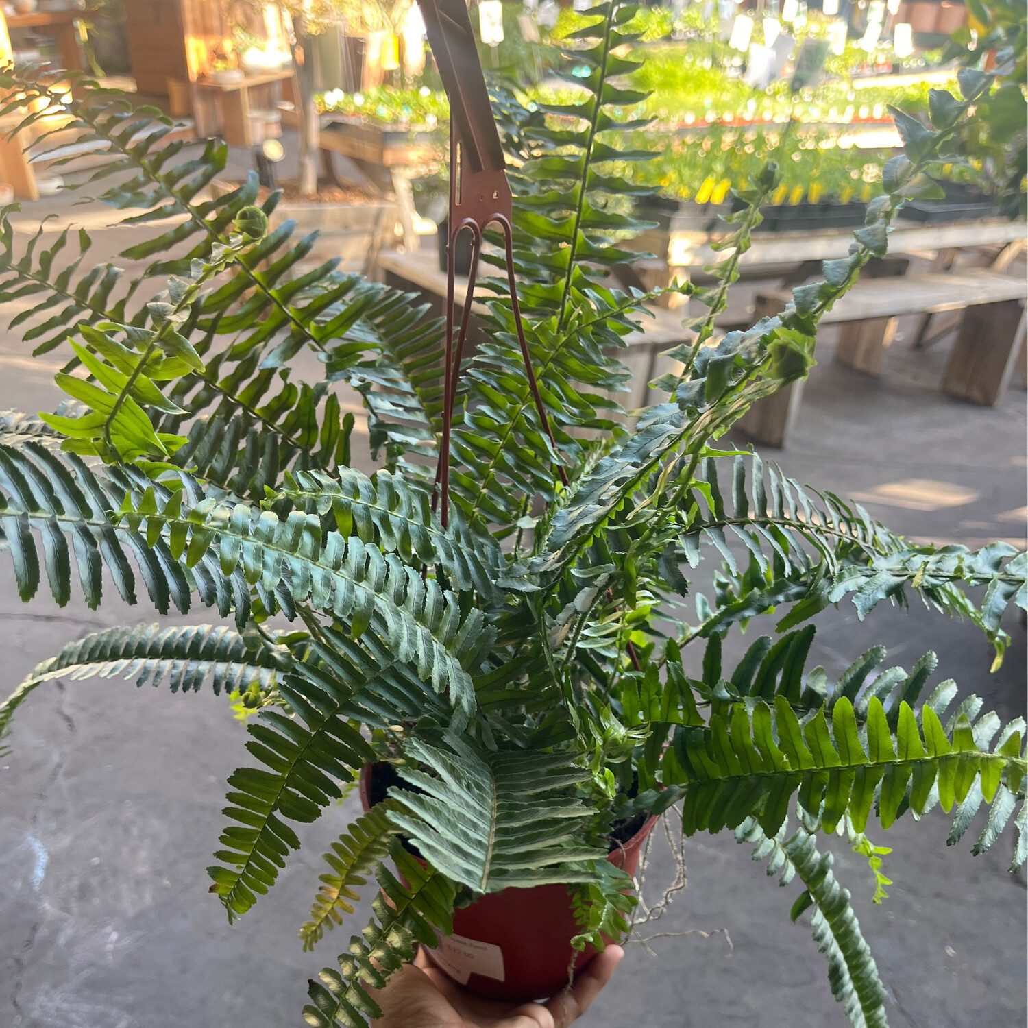 Nephrolepis obliterata (Kimberly Queen Fern) - 6&quot;