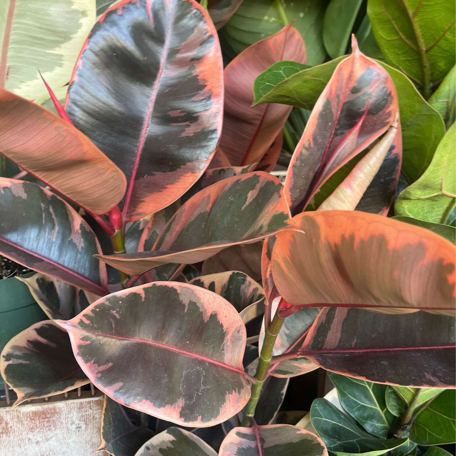 Ficus elastica &#39;Ruby&#39; - 8&quot;