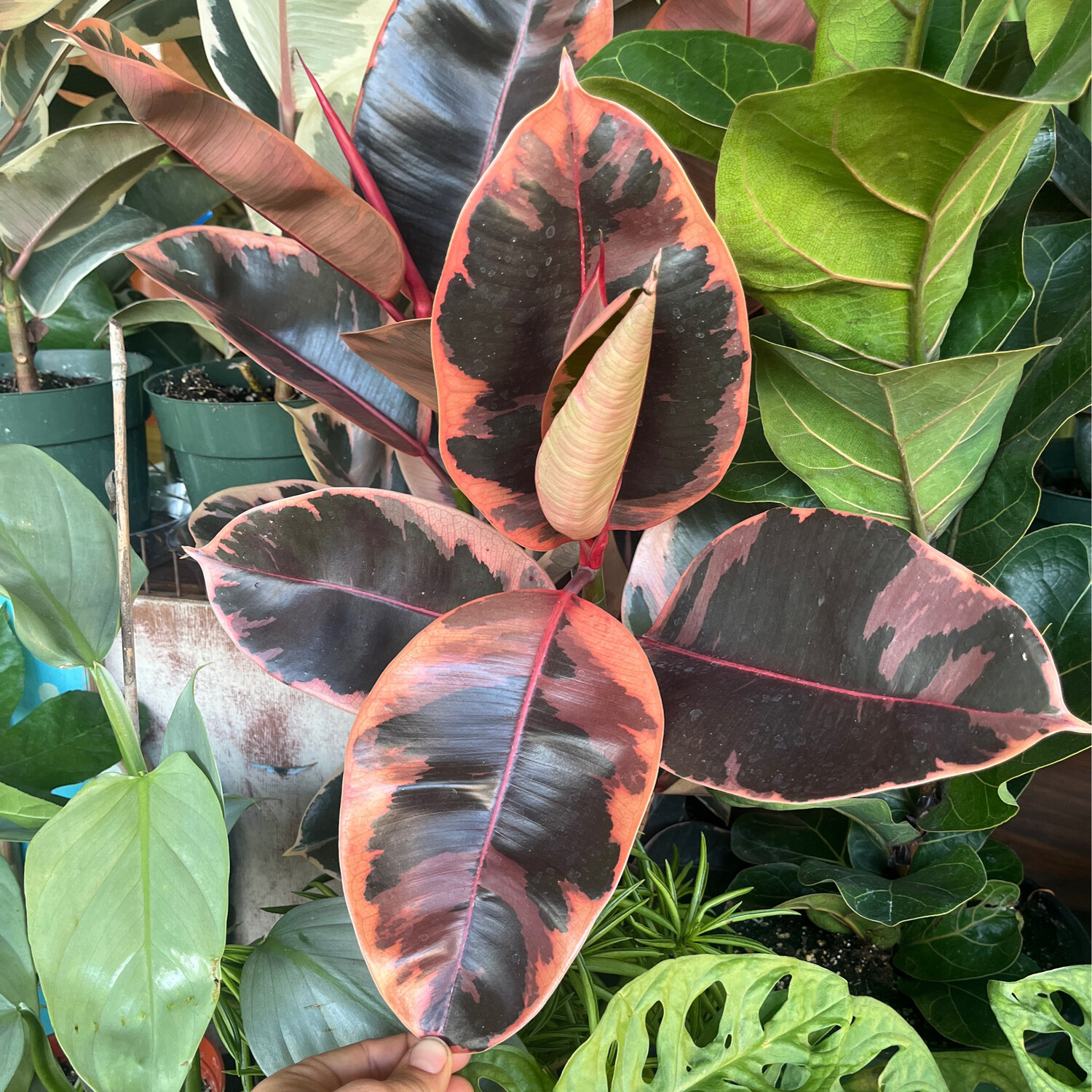 Ficus elastica &#39;Ruby&#39; - 10