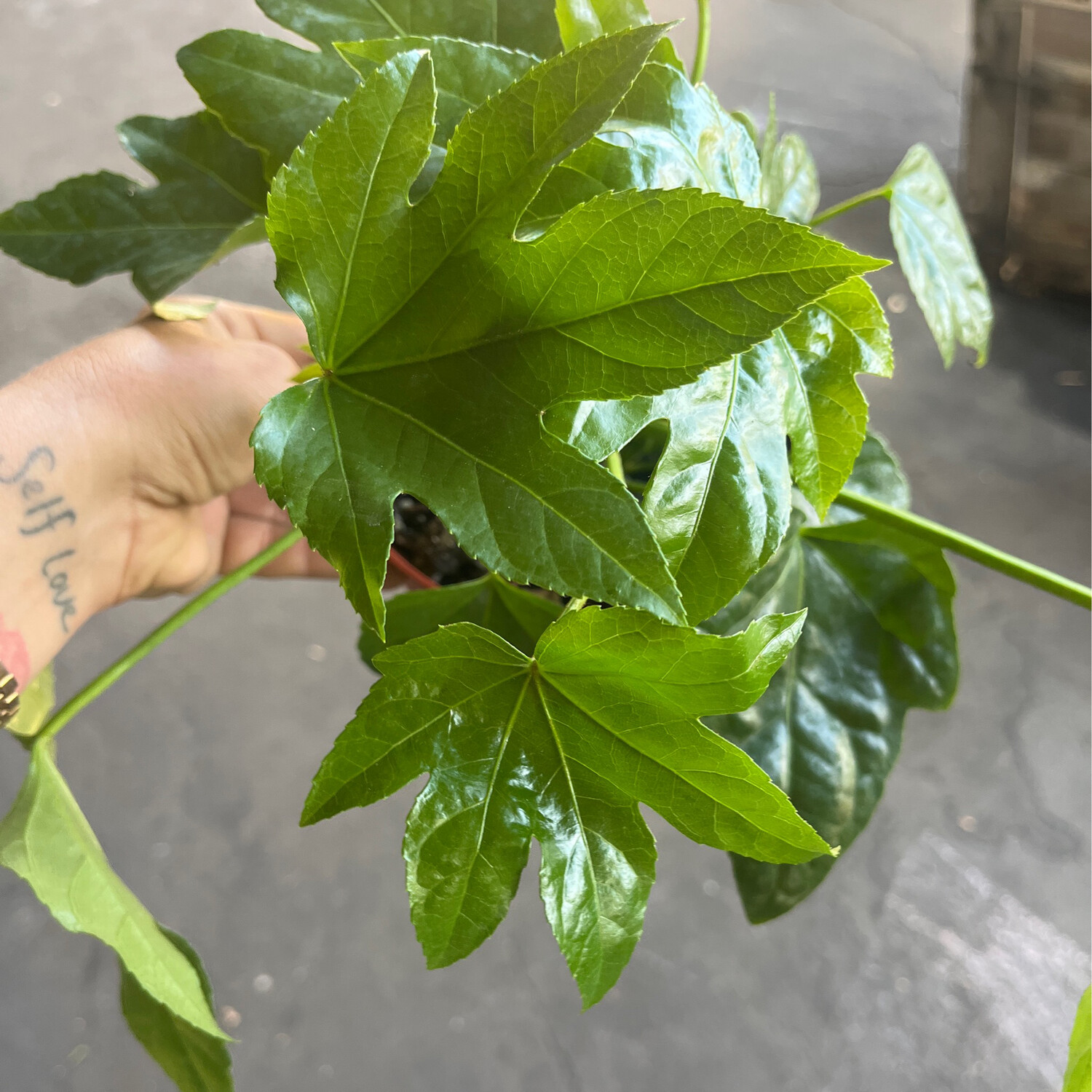 Aralia sieboldii &#39;Fatsia&#39; - 6&quot;