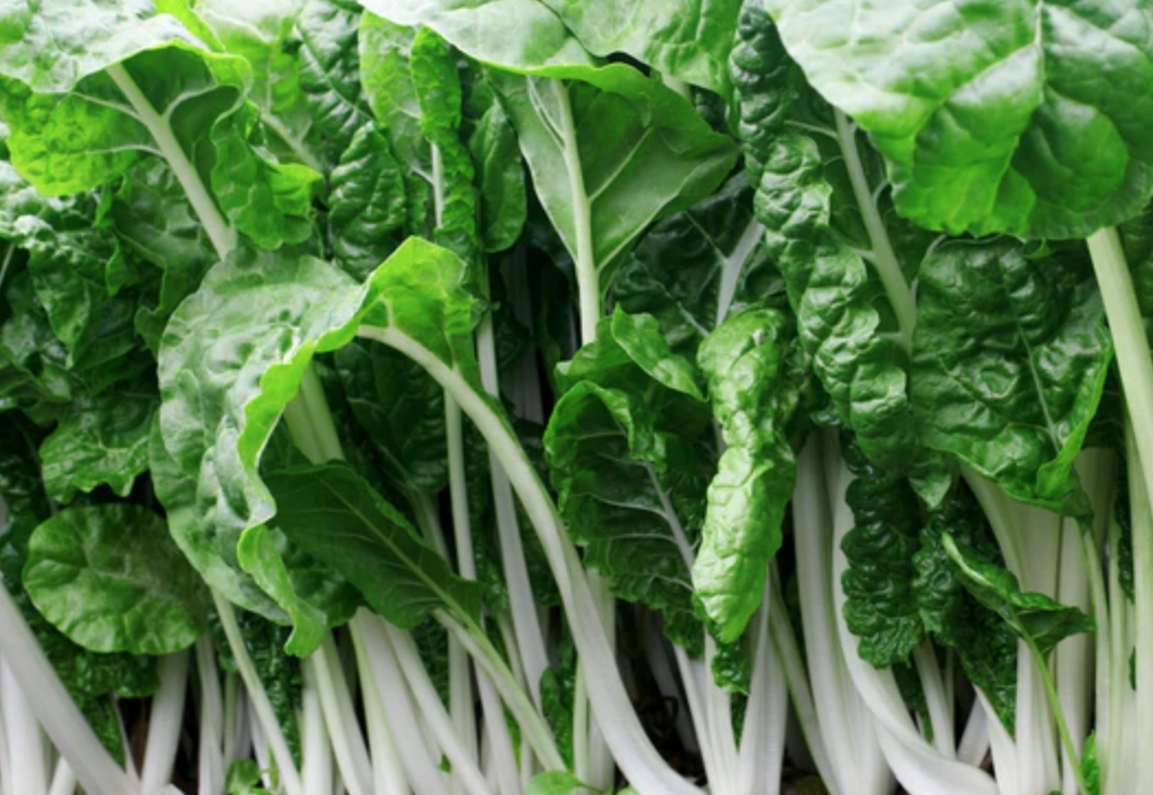 Swiss Chard &#39;Bionde De Leon&#39; - 4&quot;