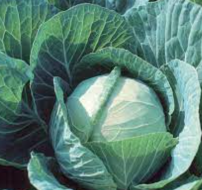 Cabbage &#39;Green Farao&#39; OG - 6pk