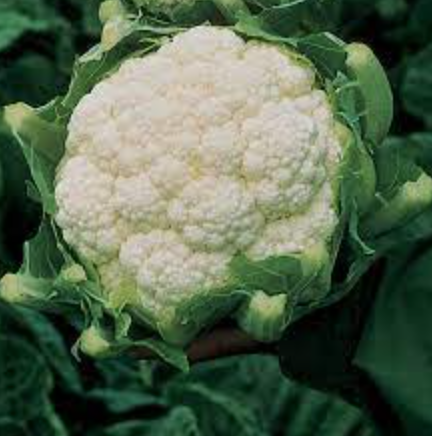 Cauliflower &#39;Amazing&#39; - 4&quot;