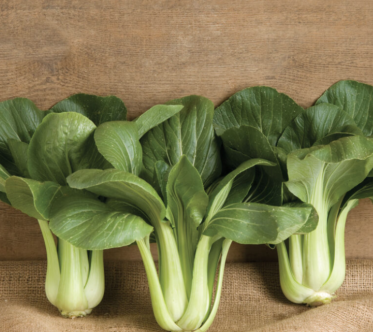 Bok Choy - 4&quot; (CG)
