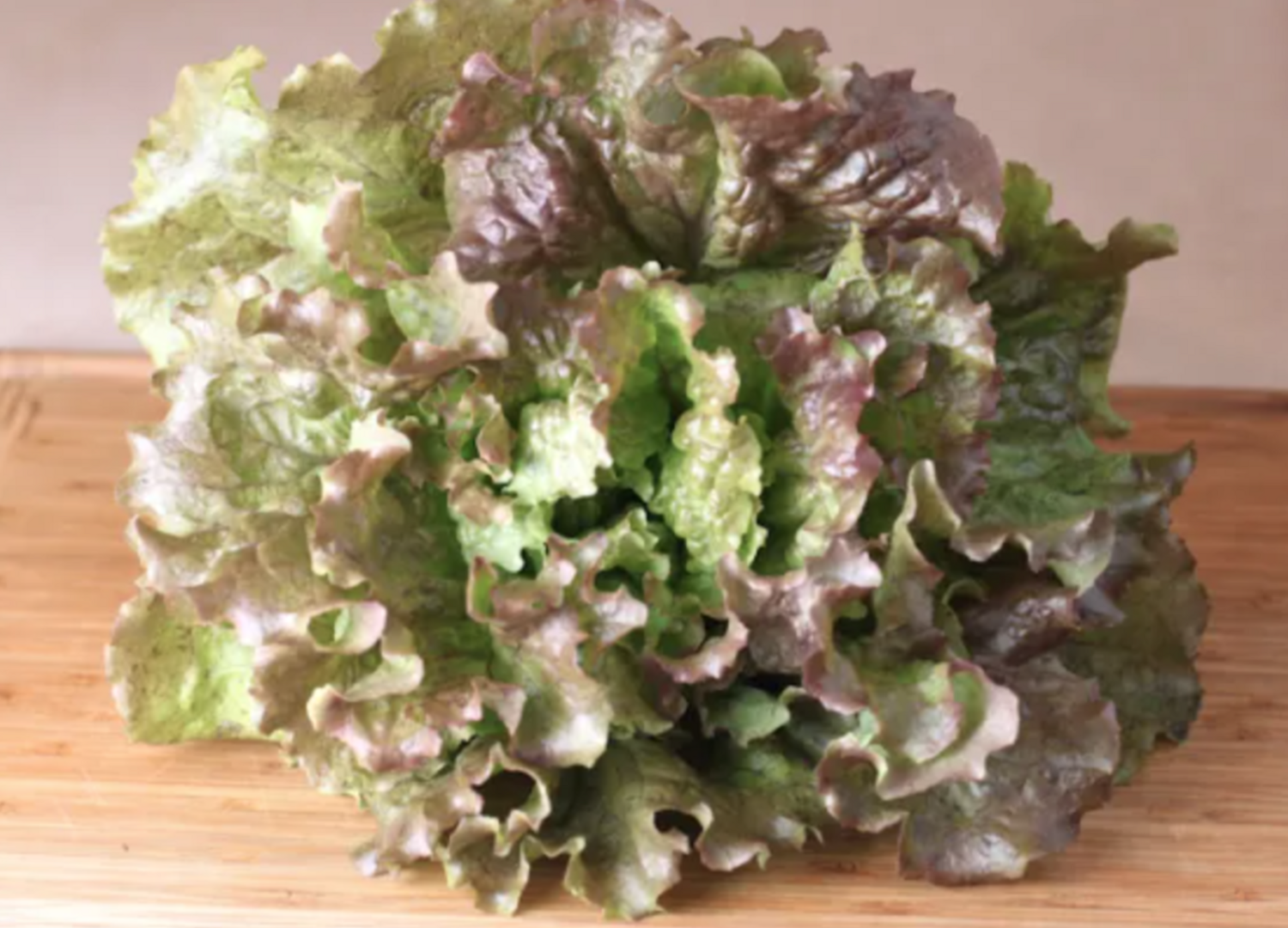 Lettuce &#39;Red Sails&#39; OG - 6pk