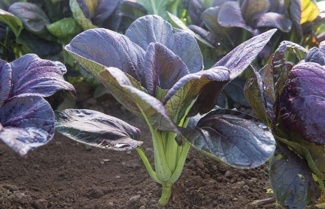 Red Bok Choi (Red Pac) - 4&quot;