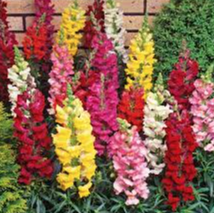 Snapdragon &#39;Rocket Mix&#39; - 6pk