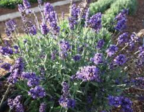 Lavender &#39;LaDiva Vintage Violet&#39; - 2g